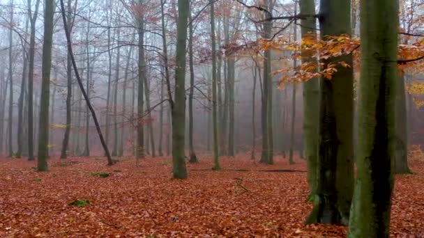 Gelber Herbst Wald Luftaufnahmen — Stockvideo