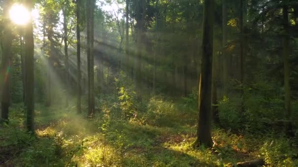 Прекрасне Сонячне Світло Зеленому Лісі — стокове відео