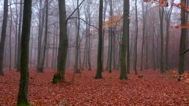 Sarı Sonbahar Ormanı Hava Görüntüleri — Stok video