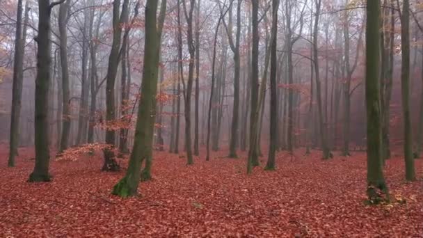 Gelber Herbst Wald Luftaufnahmen — Stockvideo