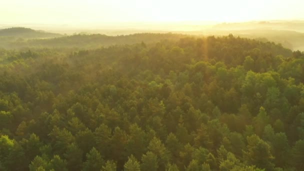 Drohnenaufnahme Vom Schönen Morgen Über Dem Wald — Stockvideo