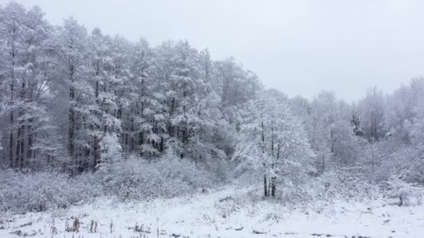 Hermoso Día Invierno Bosque — Vídeo de stock