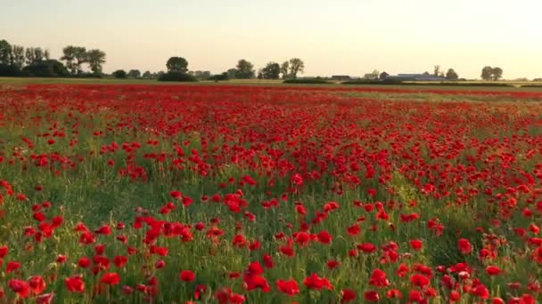 Beau Champ Pavot Pendant Lever Soleil Séquences Aériennes — Video