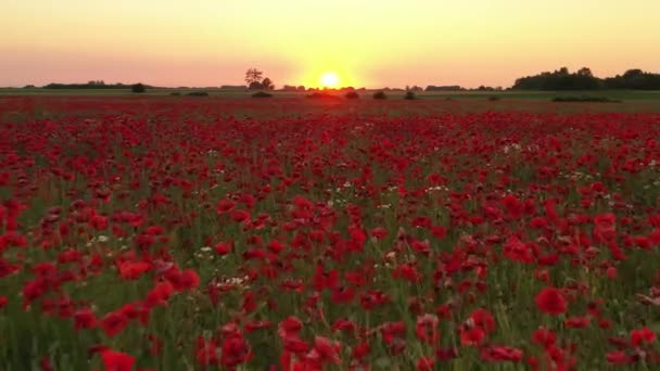 Beautiful Poppy Field Sunrise Aerial Footage — Stock Video