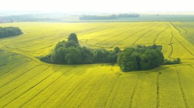 Çiçek açan tecavüz sahaları ve fırtınalı bulutlarla dolu kırsal bölge.