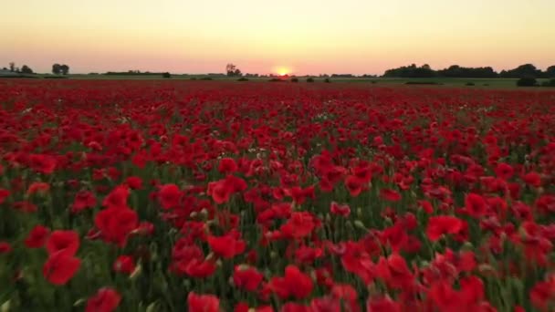 Прекрасне Макове Поле Під Час Сходу Сонця Аерофотознімки — стокове відео