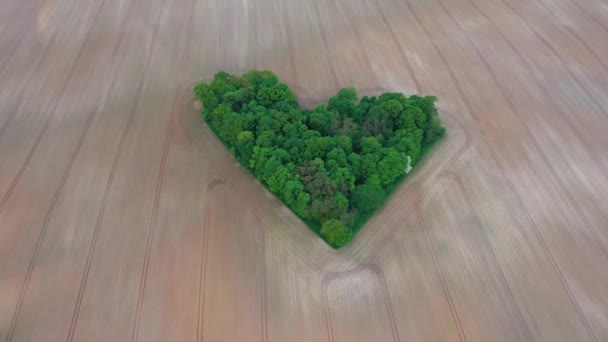 Малий Ліс Між Полями Формі Землі Повітряний Безпілотник — стокове відео