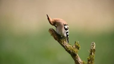 Avrasya hupoe kuşu yakın çekim (Upupa epops )