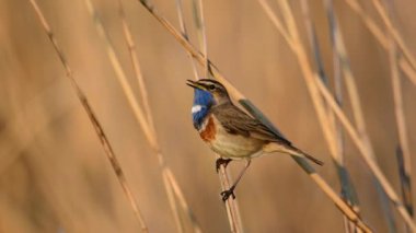 Bluethroat kuşu yaklaş. ( Luscinia svecica )