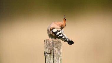 Avrasya hupoe kuşu yakın çekim (Upupa epops )