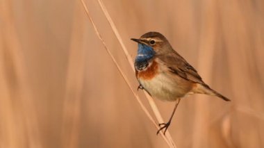 Bluethroat kuşu yaklaş. ( Luscinia svecica )
