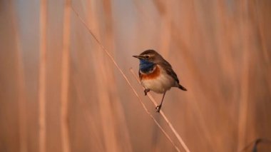 Bluethroat kuşu yaklaş. ( Luscinia svecica )
