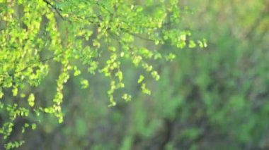 Odaklanmamış ağaç yay arkaplanı