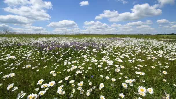 花畑いっぱいに広がる美しい夏の日 — ストック動画