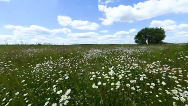 Indah Hari Musim Panas Atas Lapangan Penuh Bunga — Stok Video
