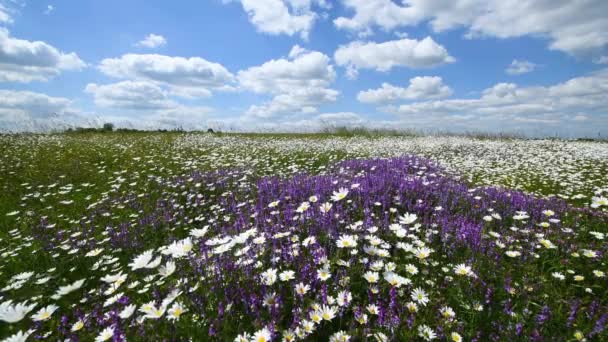 Belo Dia Verão Sobre Campo Cheio Flores — Vídeo de Stock