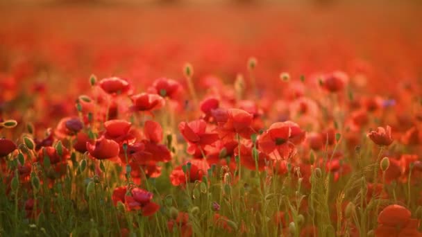 Hermoso Campo Amapola Durante Amanecer Metraje Aéreo — Vídeo de stock