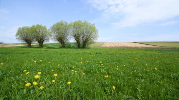 Eautiful Sunny Day Countryside Meadow — Stockvideo