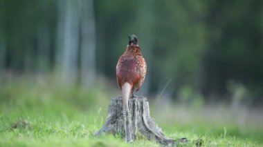 Halka yakalı Sülün (Phasianus colchicus) erkek