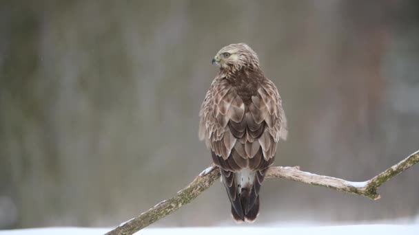 Kış Manzarasında Kaba Bacaklı Akbaba Buteo Lagopus — Stok video