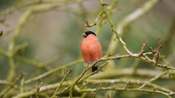 Eurasian Bullfinch Male Pyrrhula Pyrrhula — Stock video