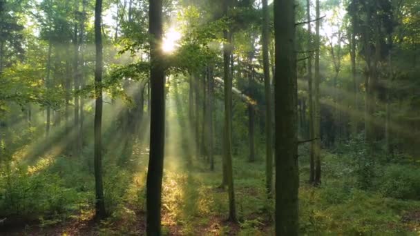 Belle Lumière Soleil Dans Forêt Verte — Video