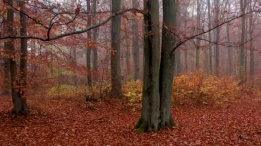 Sarı sonbahar ormanı hava görüntüleri