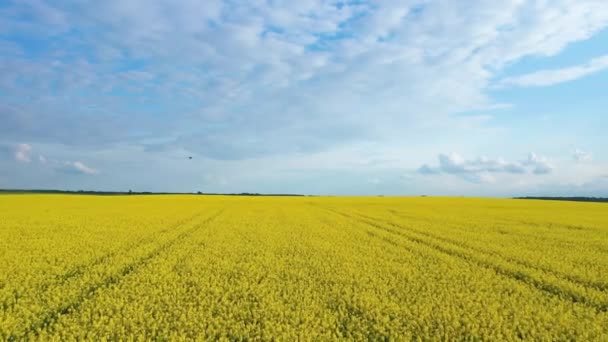 Campagna Con Campi Colza Fiore Nuvole Tempestose — Video Stock