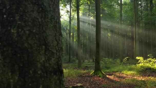 Gyönyörű Napfény Zöld Erdőben — Stock videók
