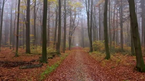 Giallo Autunno Foresta Riprese Aeree — Video Stock