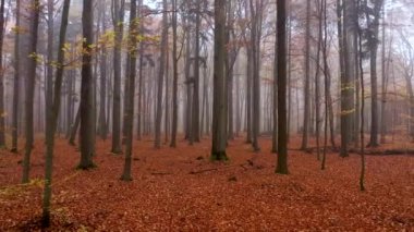 Sarı sonbahar ormanı hava görüntüleri