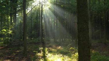 Yeşil ormanda güzel güneş ışığı