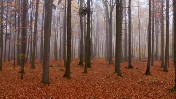 Gelber Herbst Wald Luftaufnahmen — Stockvideo