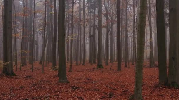 Imágenes Aéreas Del Bosque Amarillo Otoño — Vídeo de stock