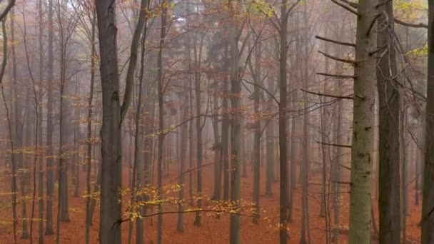 Jaune Automne Forêt Images Aériennes — Video