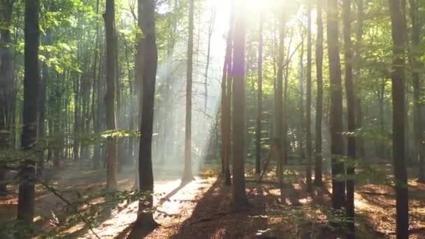 Piękne Słońce Zielonym Lesie — Wideo stockowe