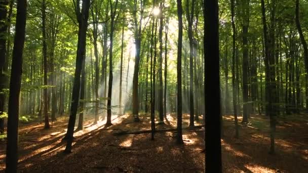 Bella Luce Del Sole Nella Foresta Verde — Video Stock