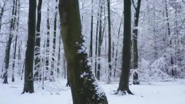 Ormanda güzel bir kış günü 