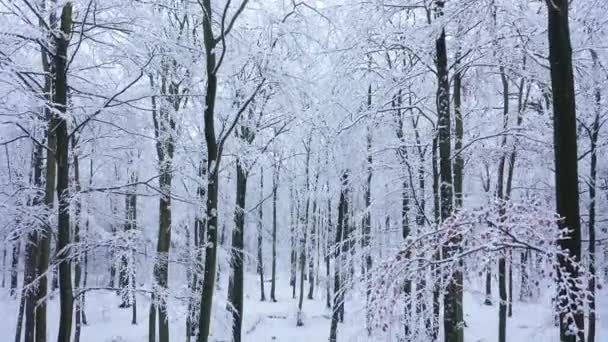 Όμορφη Χειμωνιάτικη Μέρα Στο Δάσος — Αρχείο Βίντεο