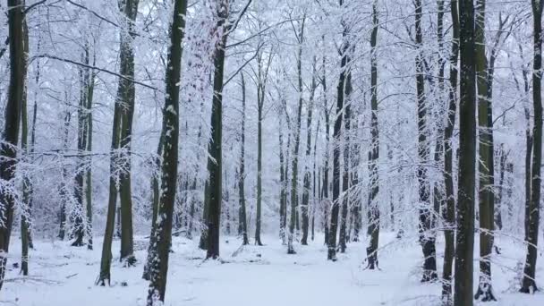 Belo Dia Inverno Floresta — Vídeo de Stock