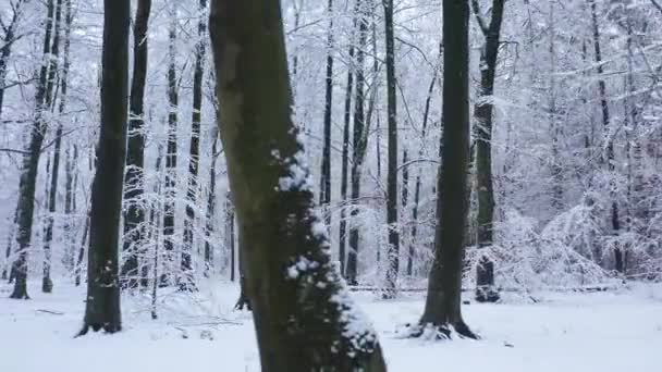 Bella Giornata Invernale Nella Foresta — Video Stock