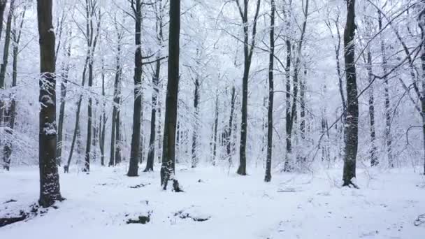 森林里美丽的冬日 — 图库视频影像