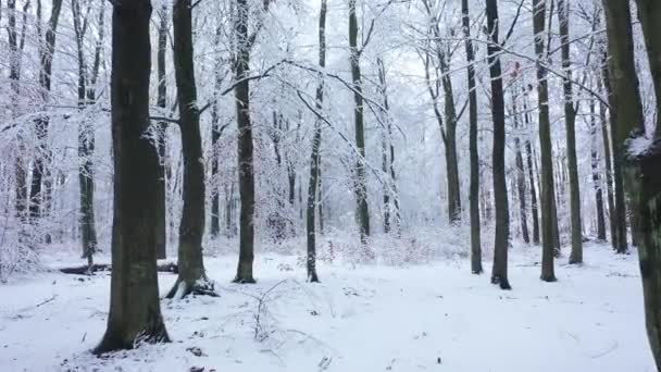 Schöner Wintertag Wald — Stockvideo