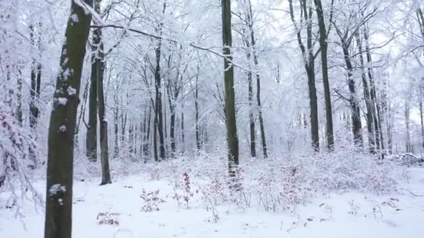 Schöner Wintertag Wald — Stockvideo