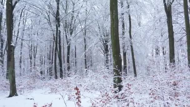 Schöner Wintertag Wald — Stockvideo