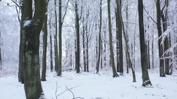 Hermoso Día Invierno Bosque — Vídeo de stock