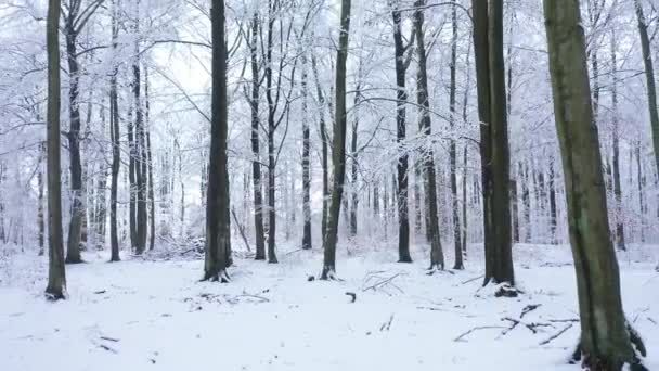 Belo Dia Inverno Floresta — Vídeo de Stock