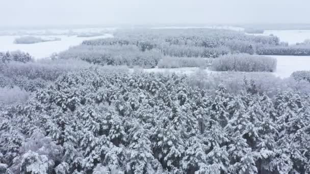 Belo Dia Inverno Floresta Tiro Aéreo — Vídeo de Stock