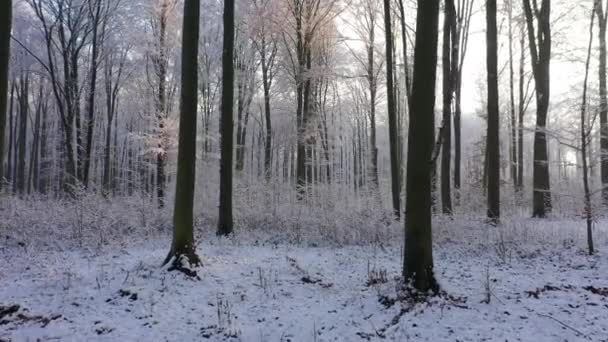 Belo Dia Inverno Floresta — Vídeo de Stock