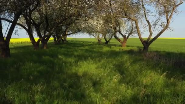 Verger Fleurs Printemps Séquences Aériennes — Video